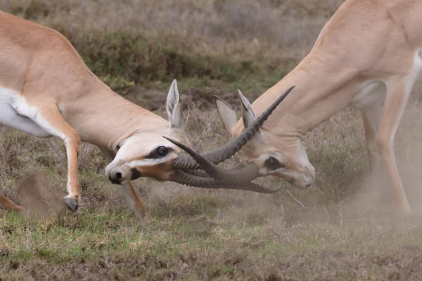 Photo of two rams locking horns in conflict