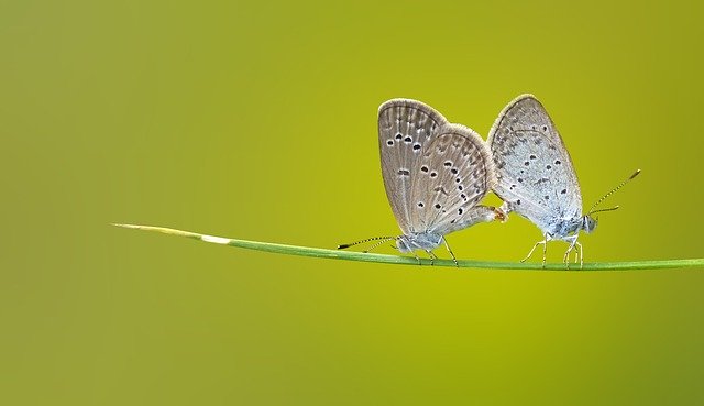 Two butterflies mate